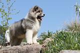 AKITA AMERICAIN 043